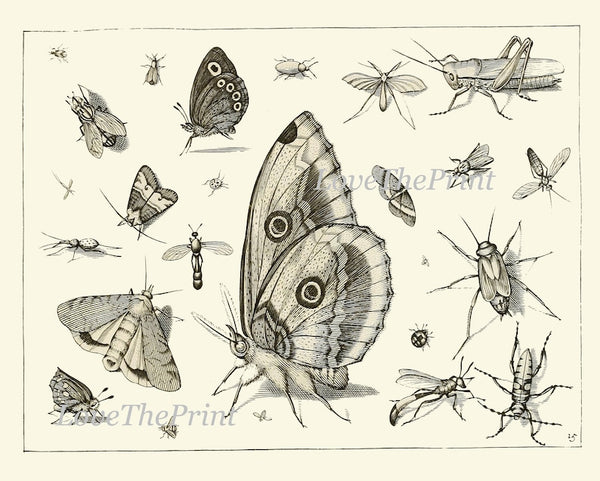 Dragonfly Butterflies Wall Art Set of 4 Prints Beautiful Antique Vintage Garden Insect Illustration Black and White Home Decor to Frame DI