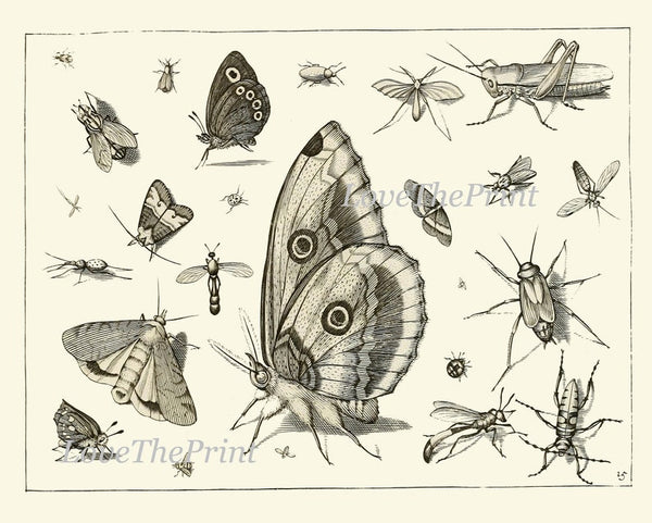 Dragonfly Butterflies Beetle Garden Insects Wall Art Set of 12 Prints Beautiful Antique Vintage Black and White Home Room Decor to Frame DI
