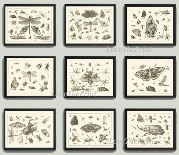 Dragonfly Butterflies Beetle Garden Insects Wall Art Set of 9 Prints Beautiful Antique Vintage Black and White Home Room Decor to Frame DI