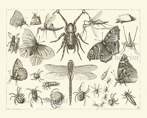 Dragonfly Butterflies Beetle Garden Insects Wall Art Set of 12 Prints Beautiful Antique Vintage Black and White Home Room Decor to Frame DI