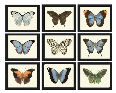 Butterfly Wall Art Set of 9 Prints Beautiful Antique Vintage Blue Green Butterfly Chart Interior Design Decoration Home Decor to Frame LPH