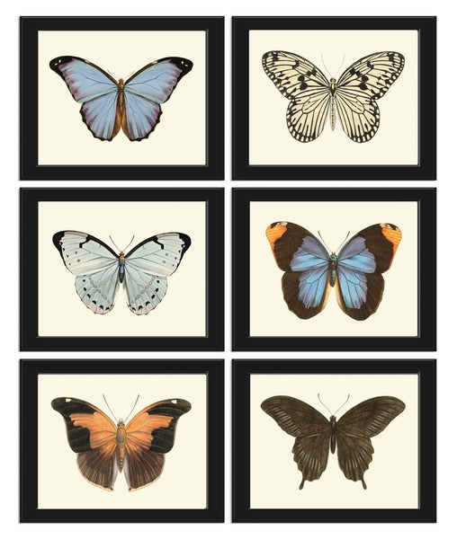 Butterfly Wall Art Set of 6 Prints Beautiful Antique Vintage Blue Green Butterfly Chart Interior Design Decoration Home Decor to Frame LPH