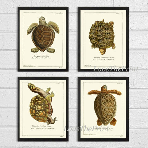 Turtle Wall Art Print Set of 4 Beautiful Antique Vintage Turtles Science Scientific Illustration Nature Picture Home Room Decor to Frame GND