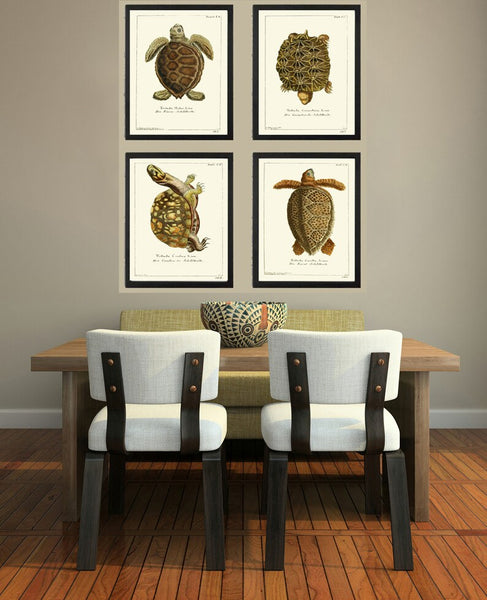 Turtle Wall Art Print Set of 4 Beautiful Antique Vintage Turtles Science Scientific Illustration Nature Picture Home Room Decor to Frame GND