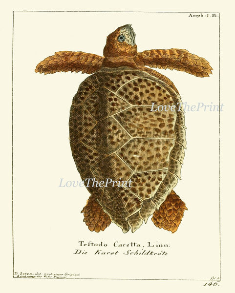 Turtle Wall Art Print Set of 4 Beautiful Antique Vintage Turtles Science Scientific Illustration Nature Picture Home Room Decor to Frame GND