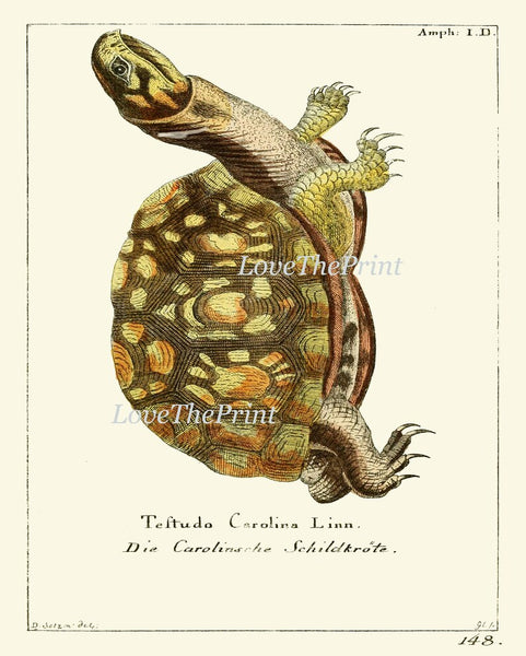 Turtle Wall Art Print Set of 4 Beautiful Antique Vintage Turtles Science Scientific Illustration Nature Picture Home Room Decor to Frame GND