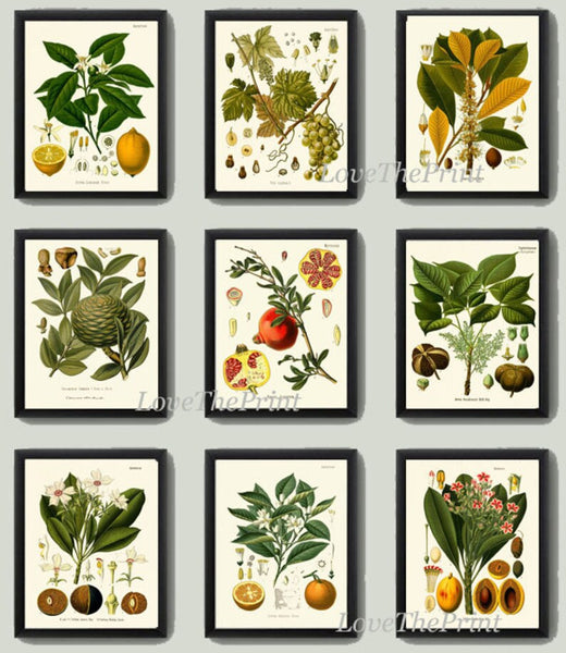 Tropical Fruit Botanical Wall Art Set of 9 Prints Beautiful Antique Vintage Lemon Orange Pomegranate Grapes Kitchen Home Decor to Frame KOH