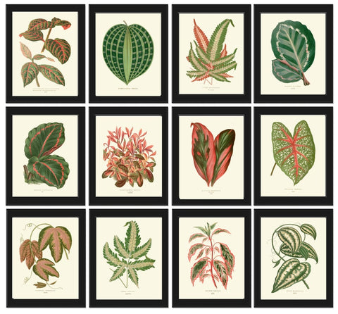 Leaf Botanical Prints Wall Art Set of 12 Beautiful Antique Vintage Garden Plant Leaves Green Outdoor Nature Home Room Decor to Frame LEJ