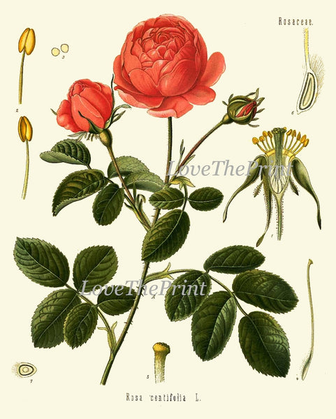 Botanical Wall Art Set of 6 Prints Beautiful Antique Vintage Red Pink Flowers Blooming Almond Roses Garden Home Room Decor to Frame KOH