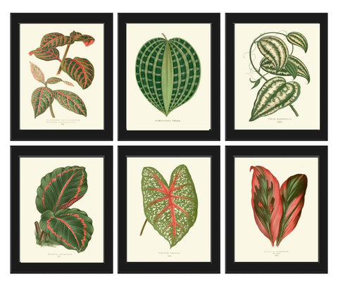 Leaf Botanical Prints Wall Art Set of 6 Beautiful Antique Vintage Garden Plant Leaves Green Outdoor Nature Home Room Decor to Frame LEJ