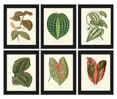 Leaf Botanical Prints Wall Art Set of 6 Beautiful Antique Vintage Garden Plant Leaves Green Outdoor Nature Home Room Decor to Frame LEJ