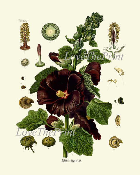 Botanical Wall Art Set of 12 Prints Beautiful Antique Vintage Red Poppy Roses Dandelion Hollyhock Flower Poster Home Room Decor to Frame KOH