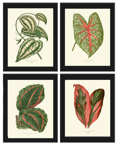 Leaf Botanical Prints Wall Art Set of 4 Beautiful Antique Vintage Garden Plant Leaves Green Outdoor Nature Home Room Decor to Frame LEJ