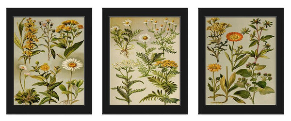 Wildflower Daisy Botanical Wall Art Set of 3 Prints Beautiful Antique Vintage Flowers Farmhouse Cottage Home Room Decor to Frame BNF