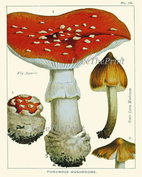 Vintage Mushroom Botanical Wall Art Set of 9 Prints Beautiful Antique Kitchen Dining Room Forest Nature Rustic Home Decor to Frame EDM