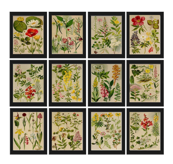 Wildflower Botanical Prints Wall Art Set of 12 Beautiful Antique Vintage Country Field Outdoor Nature Farmhouse Home Room Decor to Frame BNF