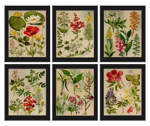 Wildflower Botanical Prints Wall Art Set of 6 Beautiful Antique Vintage Country Field Outdoor Nature Farmhouse Home Room Decor to Frame BNF
