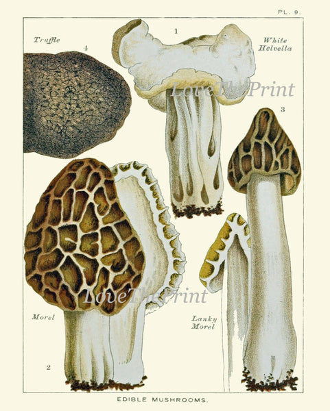 Vintage Mushroom Botanical Wall Art Set of 9 Prints Beautiful Antique Kitchen Dining Room Forest Nature Rustic Home Decor to Frame EDM