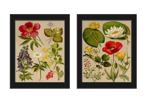 Wildflower Botanical Prints Wall Art Set of 2 Beautiful Antique Vintage Red Poppy Gardening Flowers Botanical Home Room Decor to Frame BNF