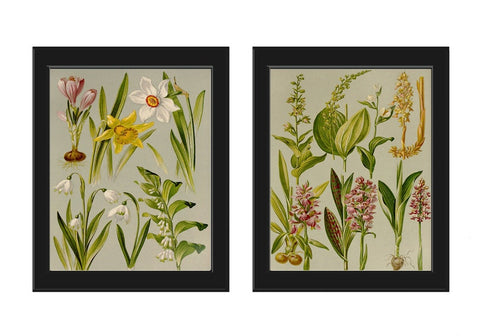 Lilies of the Valley Narcissus Spring Flowers Botanical Prints Wall Art Set of 2 Beautiful Antique Vintage Home Room Decor to Frame BNF