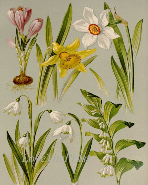 Lilies of the Valley Narcissus Spring Flowers Botanical Prints Wall Art Set of 2 Beautiful Antique Vintage Home Room Decor to Frame BNF