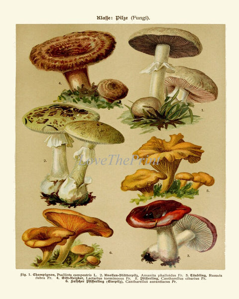 Vintage Mushrooms Botanical Prints Wall Art Set of 4 Beautiful Antique Kitchen Dining Room Farmhouse Cottage Home Decor to Frame BNF