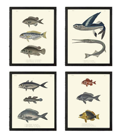 Vintage Fish Wall Art Set of 4 Prints Beautiful Antique Sea Ocean Beach Decoration Coastal Tropical Cottage Bathroom Home Decor to Frame HFP