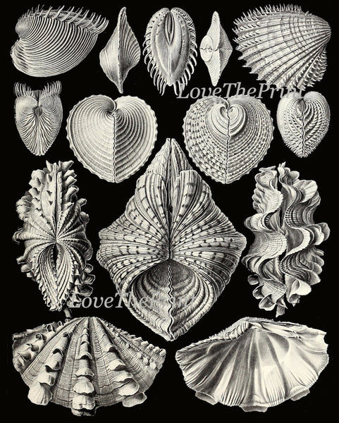 Vintage Seashell Wall Art Set of 3 Prints Beautiful Antique Sea Shells Ocean Beach House Black and White Decoration Home Decor to Frame HAEC
