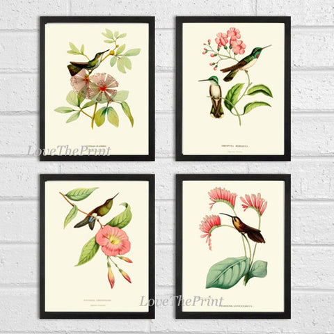 Hummingbird Home Wall Decor Art Illustration Print Set of 4 Beautiful Vintage Antique Bird Pink Green Tropical Exotic Flowers to Frame HUMM