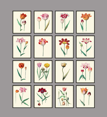 Tulip Botanical Wall Art Home Decor Set of 16 Prints Beautiful Vintage Colorful Tulips Plants Flowers Interior Design Designer to Frame ABD