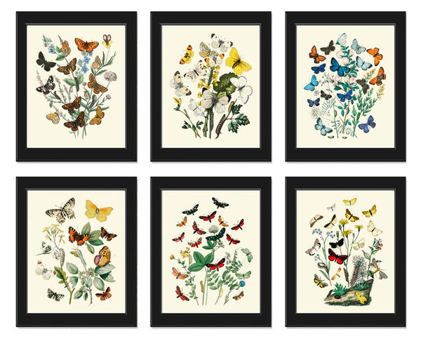 Vintage Butterflies Wall Decor Art Set of 6 Prints Beautiful Antique Blue Yellow Butterflies Chart Picture Home Room Decor to Frame WFK