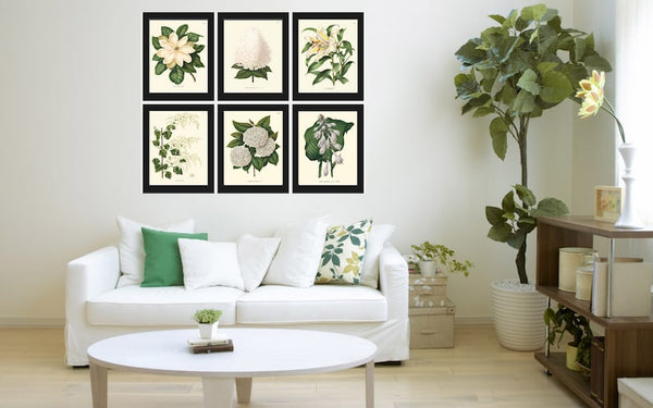 White Flowers Botanical Wall Art Set of 6 Prints Beautiful Vintage Antique Hydrangea Lily Magnolia Floral Home Room Decor to Frame AJW WITT