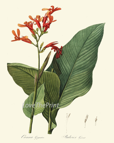 Tropical Botanical Wall Decor Art Set of 12 Prints Beautiful Antique Vintage Interior Design Designer Gallery Colorful Plants to Frame REDT