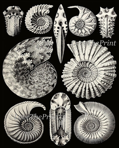 Shells Sea Ocean Science Scientific Wall Decor Art Set of 4 Prints Beautiful Antique Black Seashells Jellyfish Bathroom Office to Frame HAEC