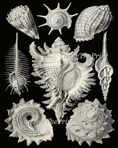 Shells Sea Ocean Science Scientific Wall Decor Art Set of 4 Prints Beautiful Antique Black Seashells Jellyfish Bathroom Office to Frame HAEC