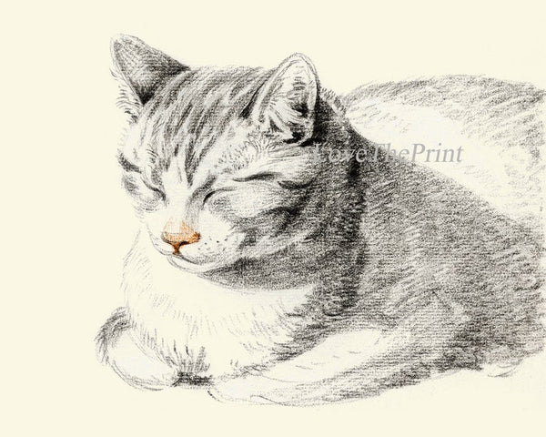 Cat Kitten Wall Decor Art Set of 6 Prints Beautiful Vintage Antique Cute Pet Animal Portrait Black and White Drawing Home Decor to Frame JB