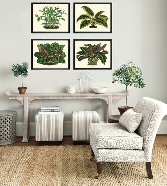 House Plants Botanical Prints Wall Art Decor Set of 4 Prints Beautiful Antique Vintage Green Leaf Leaves Tropical Home Decor to Frame HOU