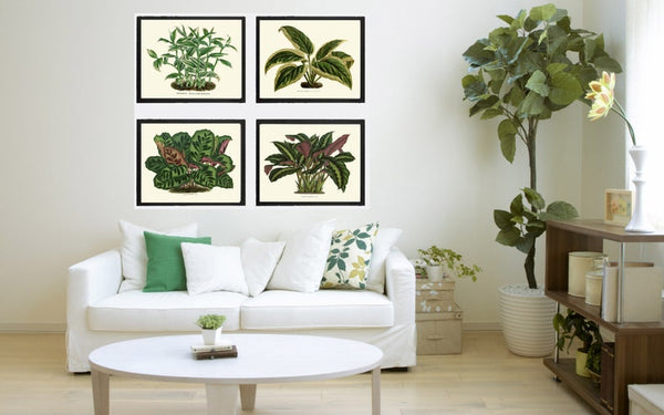 House Plants Botanical Prints Wall Art Decor Set of 4 Prints Beautiful Antique Vintage Green Leaf Leaves Tropical Home Decor to Frame HOU