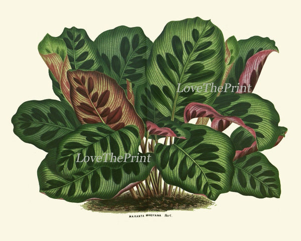 House Plants Botanical Prints Wall Art Decor Set of 4 Prints Beautiful Antique Vintage Green Leaf Leaves Tropical Home Decor to Frame HOU