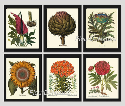 Botanical Wall Decor Art Set of 6 Prints Beautiful Vintage Antique Artichoke Thistle Lily Sunflower Peony Flowers Home Decor to Frame BESL