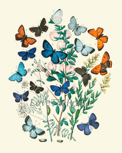 Butterfly Prints Wall Art Set of 4 Beautiful Antique Vintage Garden Nature Blue Yellow Orange Picture Home Decor Decoration to Frame WFK