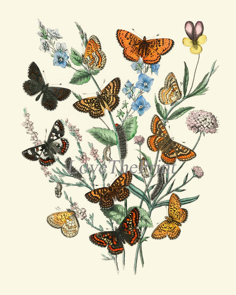 Butterfly Prints Wall Art Set of 4 Beautiful Antique Vintage Garden Nature Blue Yellow Orange Picture Home Decor Decoration to Frame WFK