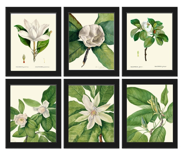 White Magnolia Tree Flowers Botanical Wall Decor Art Set of 6 Prints Beautiful Vintage Antique Blooming Southern Home Decor to Frame MVW