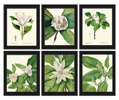 White Magnolia Tree Flowers Botanical Wall Decor Art Set of 6 Prints Beautiful Vintage Antique Blooming Southern Home Decor to Frame MVW