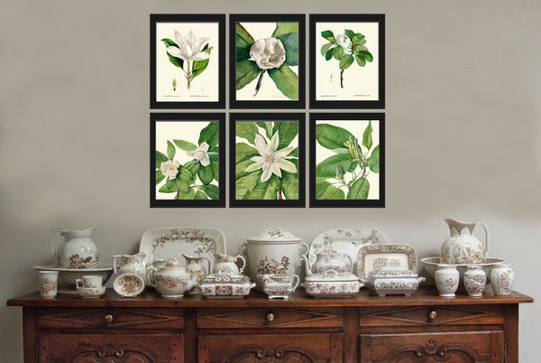 White Magnolia Tree Flowers Botanical Wall Decor Art Set of 6 Prints Beautiful Vintage Antique Blooming Southern Home Decor to Frame MVW
