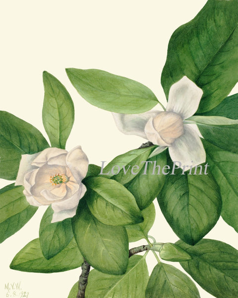 White Magnolia Tree Flowers Botanical Wall Decor Art Set of 6 Prints Beautiful Vintage Antique Blooming Southern Home Decor to Frame MVW