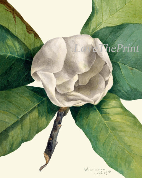 White Magnolia Tree Flowers Botanical Wall Decor Art Set of 6 Prints Beautiful Vintage Antique Blooming Southern Home Decor to Frame MVW