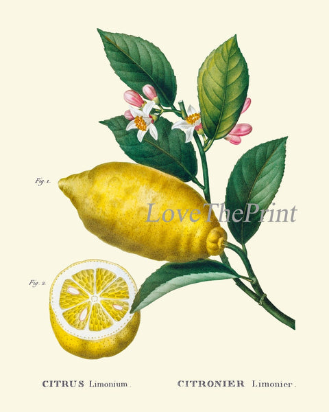 Lemon Citrus Fruit Wall Art Set of 9 Prints Botanical Antique Orange Grapefruit Tangerine Kitchen Dining Room Home Decor to Frame TDA