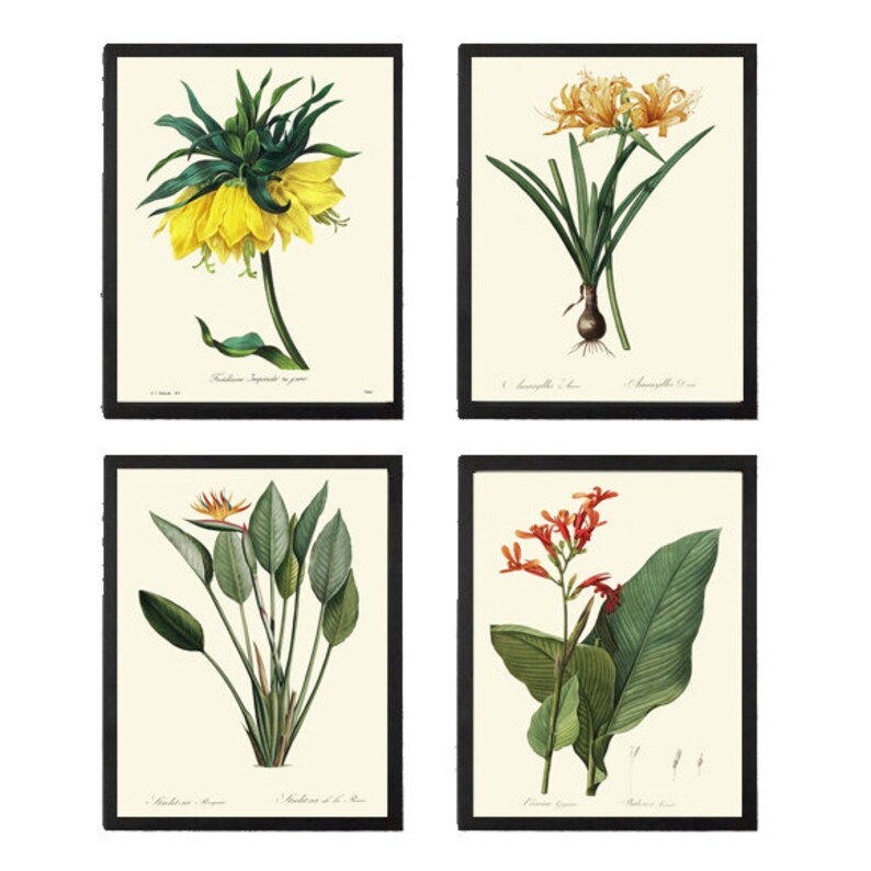 Tropical Wall Art Decor Set of 4 Prints Beautiful Antique Exotic Bird of Paradise Canna Lily Colorful Garden Plants Home Decor to Frame REDT