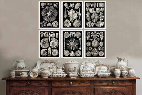 Coral Shells Jellyfish Prints Wall Art Set of 6 Beautiful Antique Black and White Sea Ocean Marine Coastal Beach Home Decor to Frame HAEC